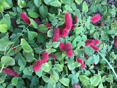 Acalypha hispida