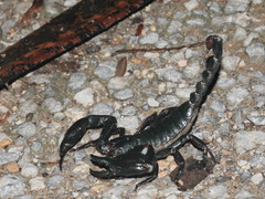 Heterometrus laevigatus