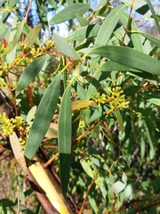 Eucalyptus nebulosa