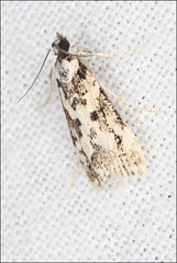 Eudonia aphrodes