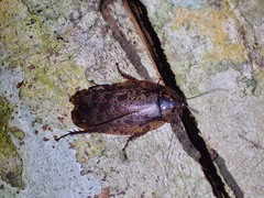 Morphna maculata