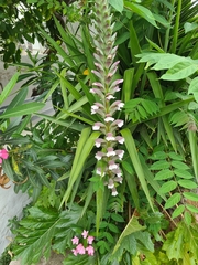 Acanthus mollis