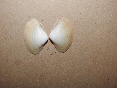 Spisula solidissima