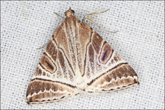 Phrataria replicataria