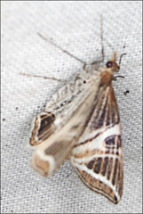 Phrataria transcissata