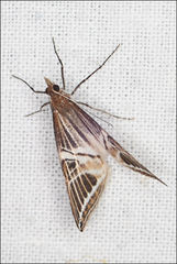 Phrataria transcissata