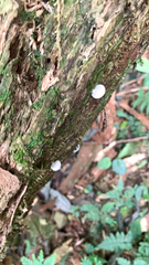 Oudemansiella australis