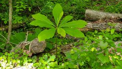 Vitis rotundifolia rotundifolia