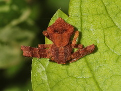 Angaeus rhombifer