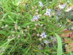 Sisyrinchium rosulatum