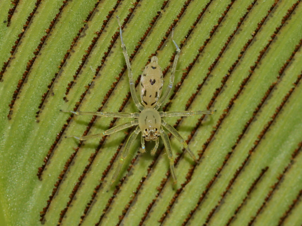 Asemonea cristata