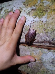 Morphna maculata