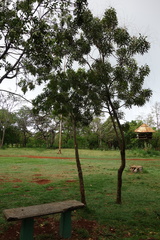 Simarouba berteroana