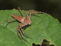 Hamadruas hieroglyphica