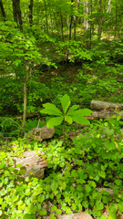 Vitis rotundifolia rotundifolia