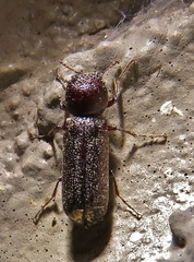 Amphicerus bicaudatus