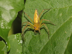 Oxyopes birmanicus