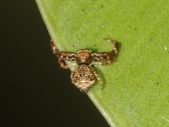 Strigoplus albostriatus