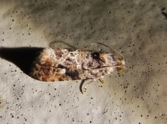 Endothenia hebesana