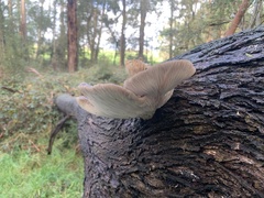Omphalotus nidiformis