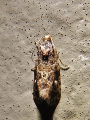 Endothenia hebesana