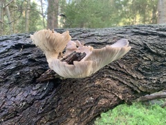 Omphalotus nidiformis