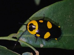 Thyrsocera spectabilis