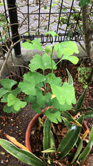 Ginkgo biloba