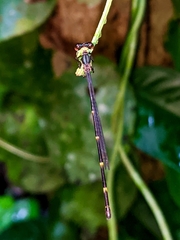 Palaemnema