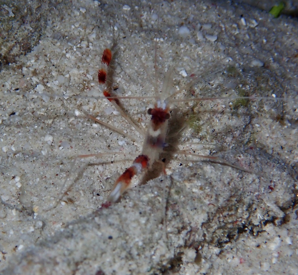 Crevette boxeur (Stenopus hispidus)