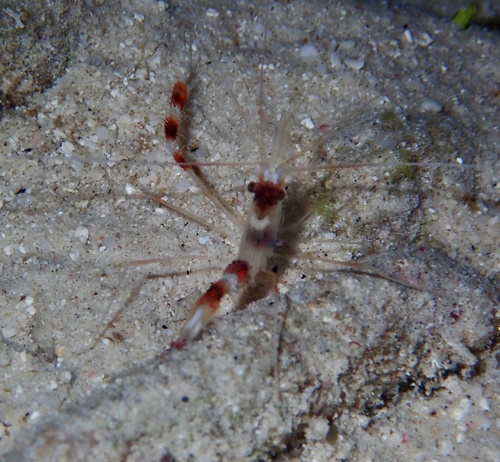 Banded Coral Shrimp