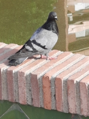 Columba livia