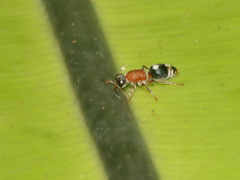 Promecilla decora