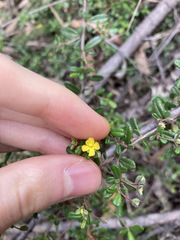 Hibbertia aspera
