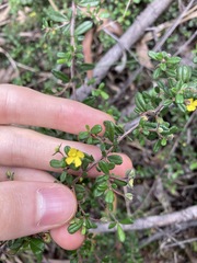 Hibbertia aspera