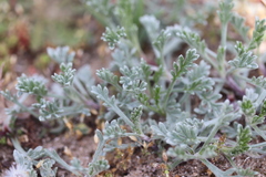 Artemisia campestris maritima