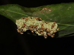 Ropalidia cyathiformis