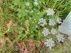 Callimus abdominalis