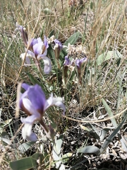 Iris glaucescens