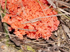 Ramaria stuntzii