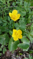 Caltha palustris palustris