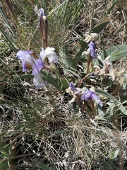 Iris glaucescens