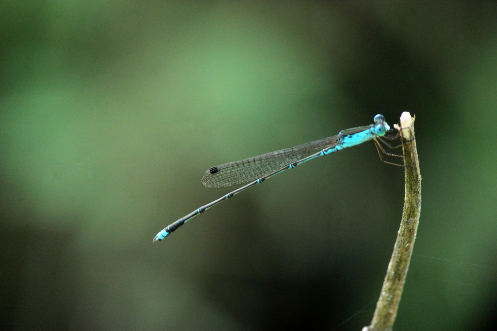 Coorg False Spreadwing