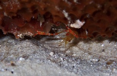 Stenopus scutellatus