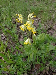 Primula veris