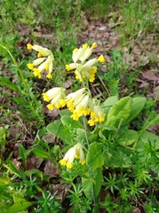 Primula veris