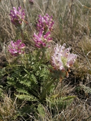 Pedicularis dasystachys