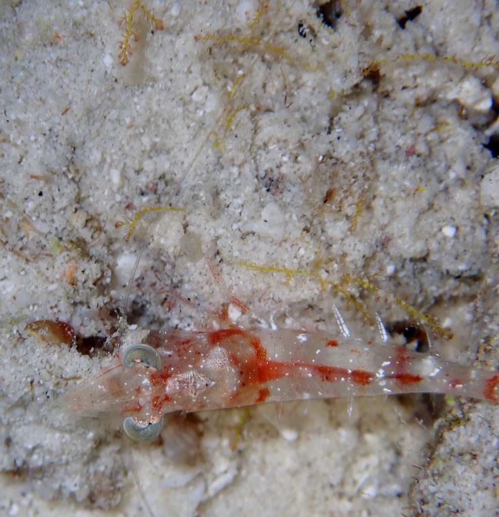 velvet shrimp