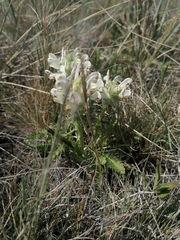 Pedicularis dasystachys