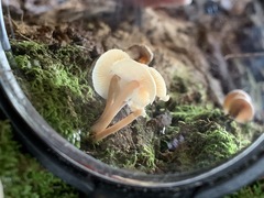 Collybia eucalyptorum